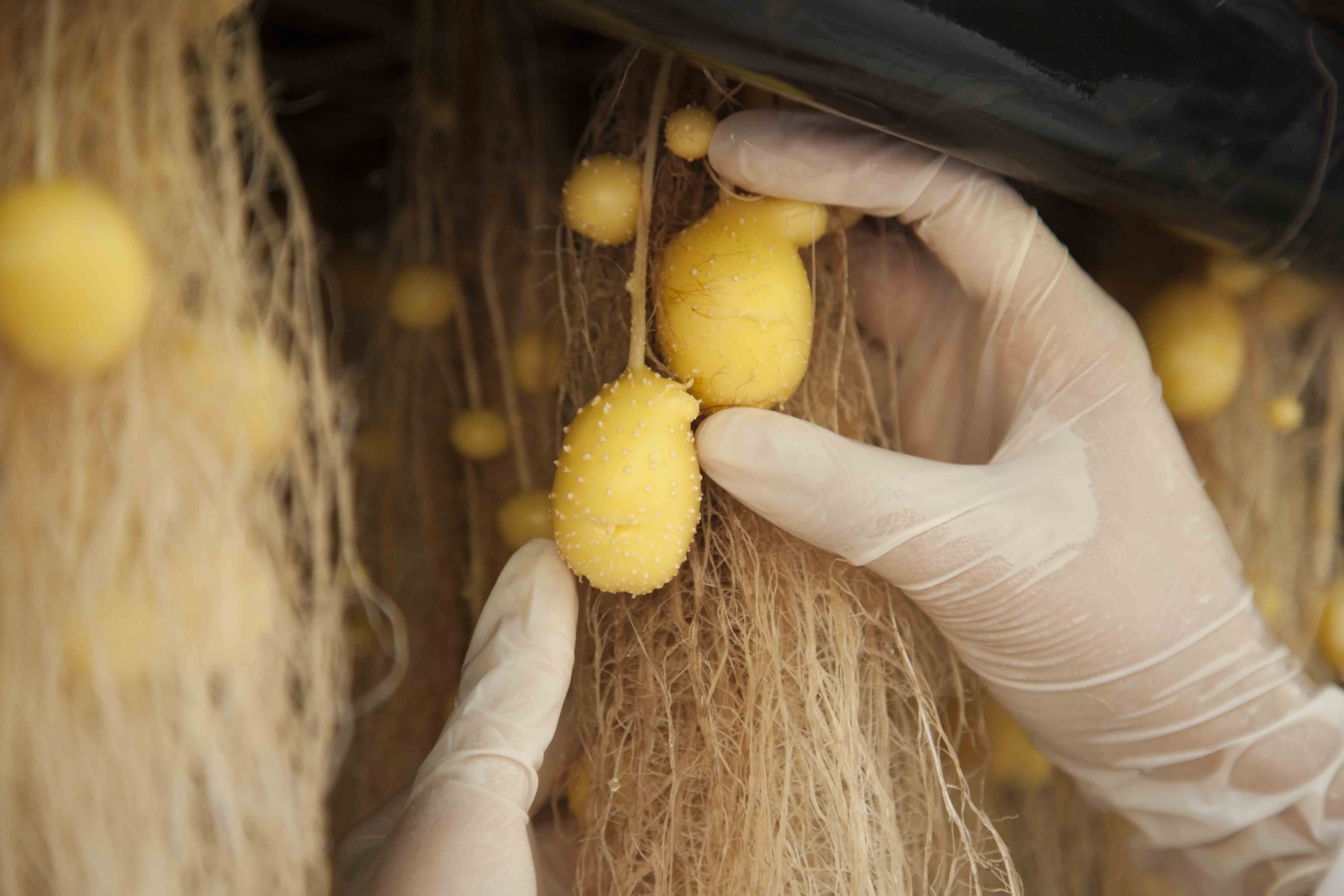Brazilian Venture CBA Sementes Licenses Seed Potato-Growing Aeroponic Systems to Empower Farmers